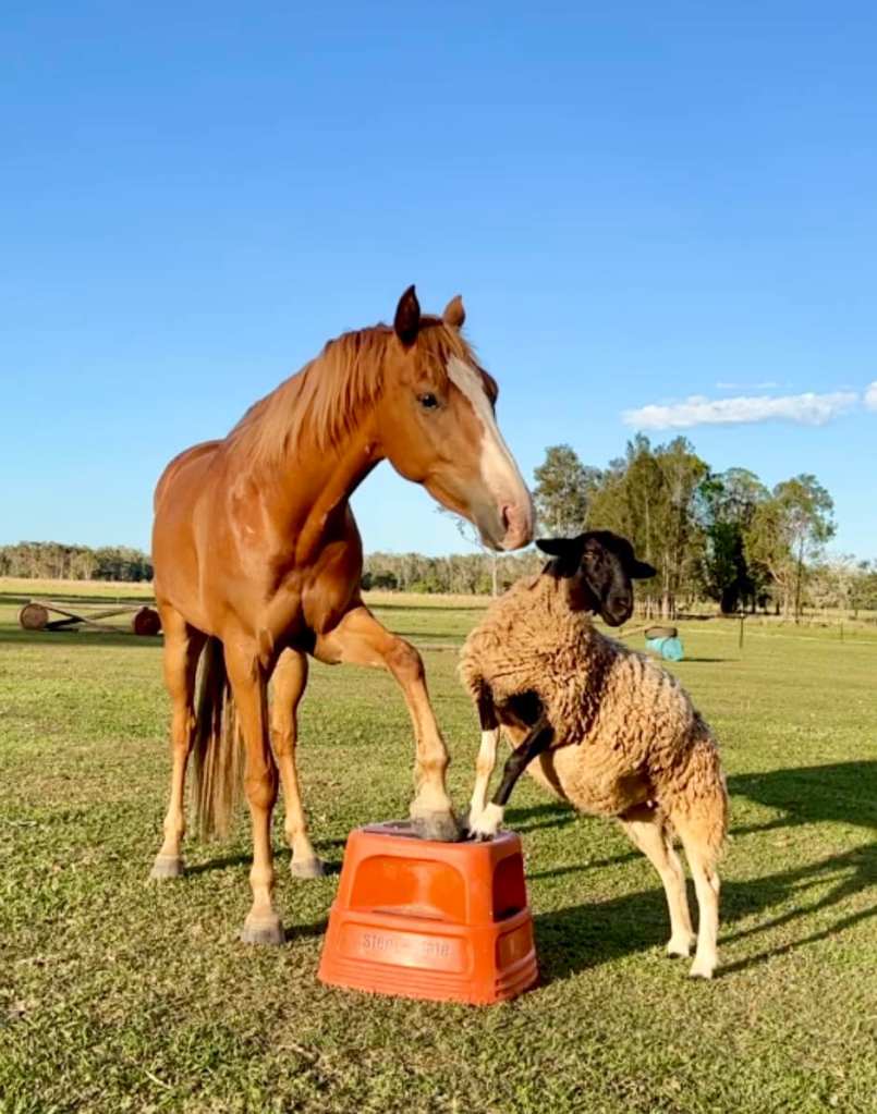 A Horse and a Sheep steping on a stool